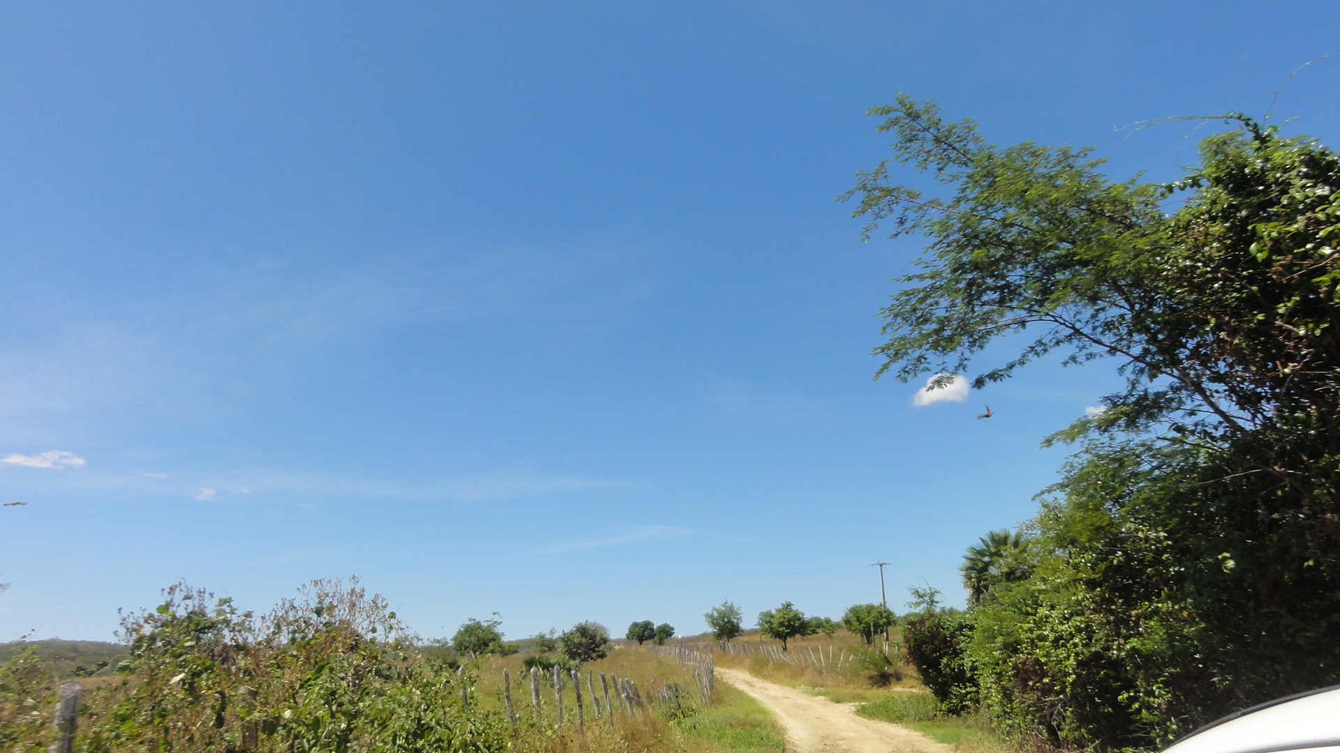 Caio Prado-Ce Fazenda 60 hectares