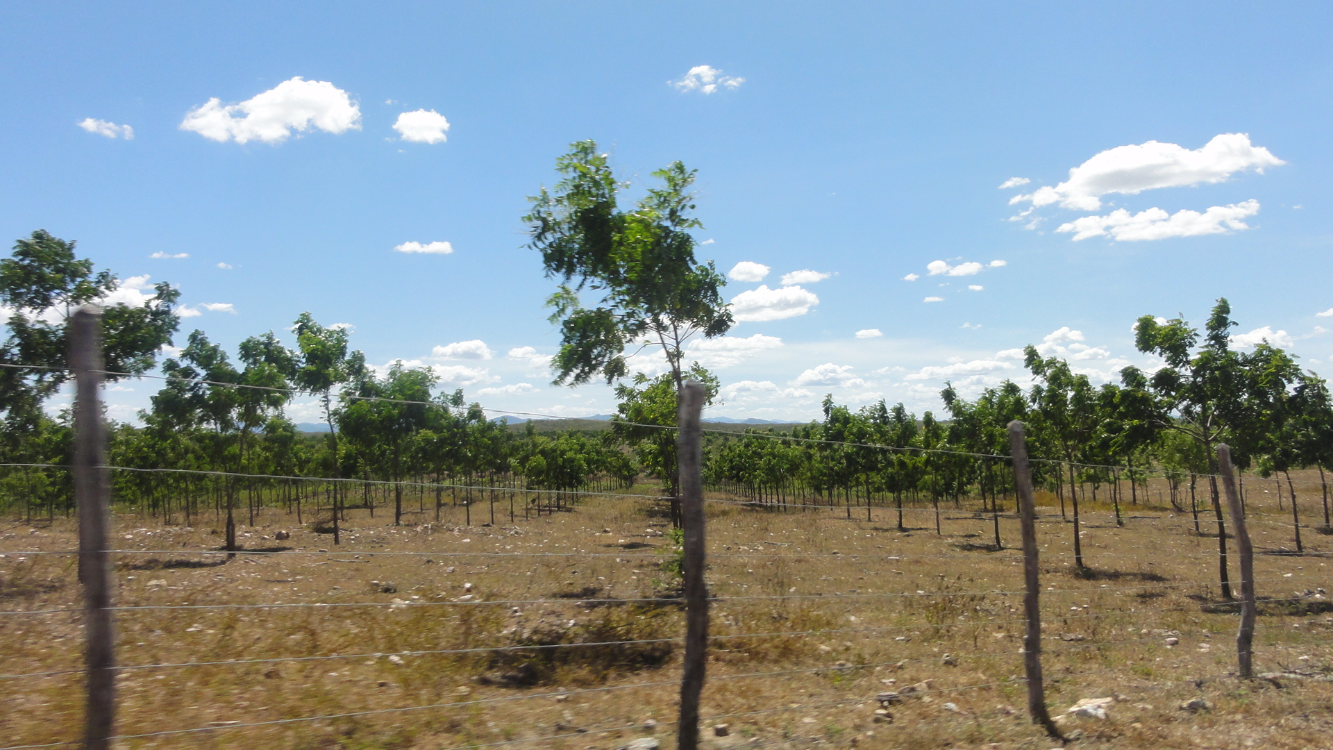 Caio Prado-Ce Fazenda 60 hectares