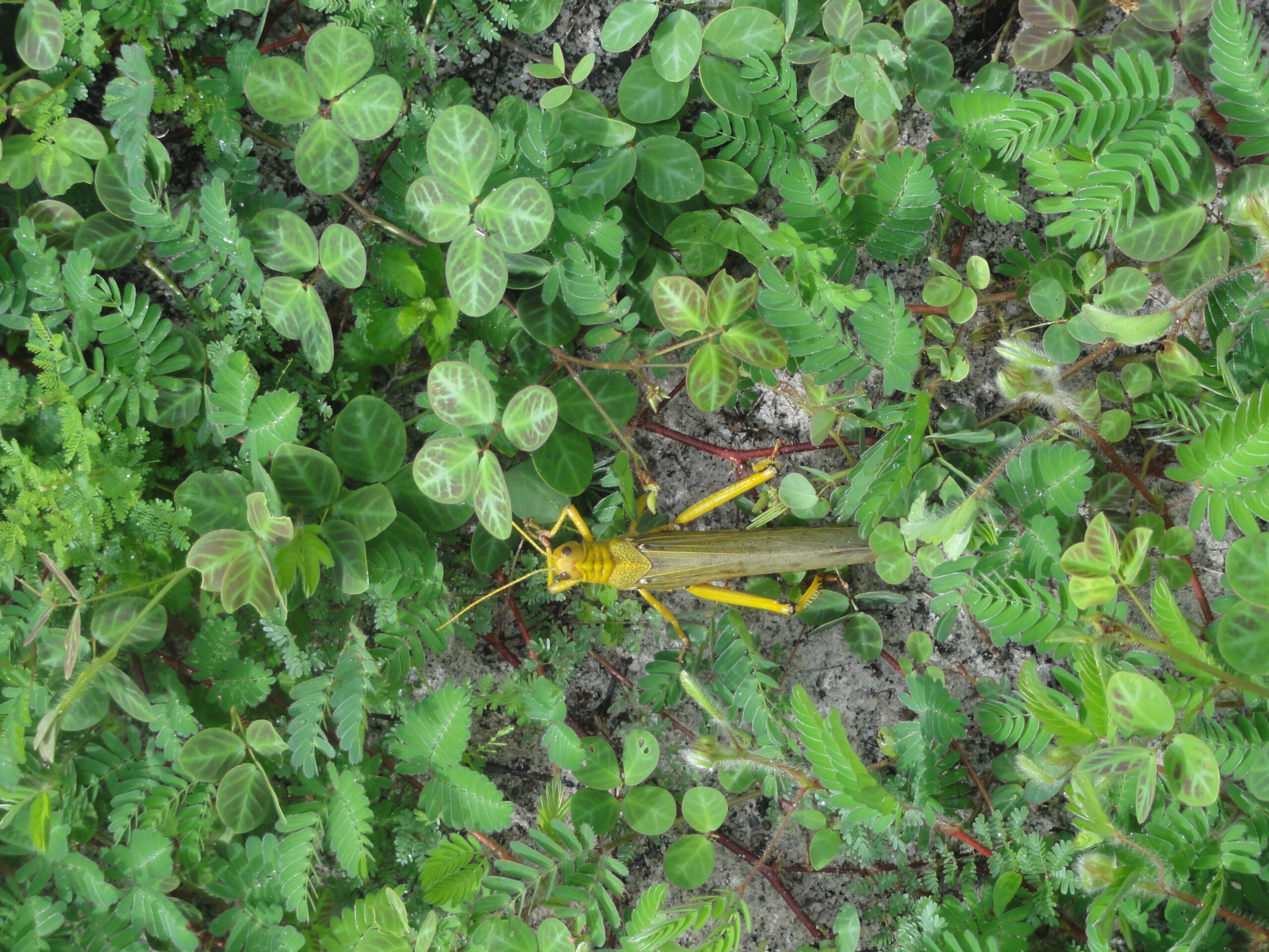 Casa Duplex, 10 hecom Lagoa do Paraiso