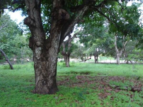 Terrenos Lagoa do Paraíso